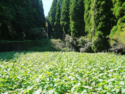 無農薬・無化学肥料の熊本県菊池水源産『えごま油』『えごま粒』 白えごまの開花と黒えごまの成長の様子(2017)_a0254656_17134312.jpg