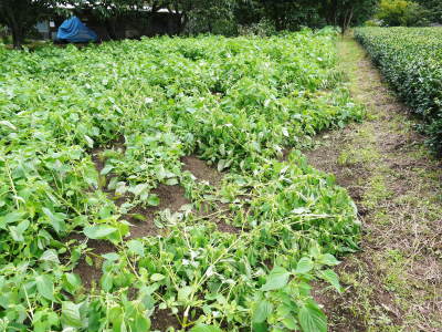無農薬・無化学肥料の熊本県菊池水源産『えごま油』『えごま粒』 白えごまの開花と黒えごまの成長の様子(2017)_a0254656_17233265.jpg