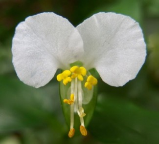 『露草』　Commelina communis_f0238961_15484255.jpg