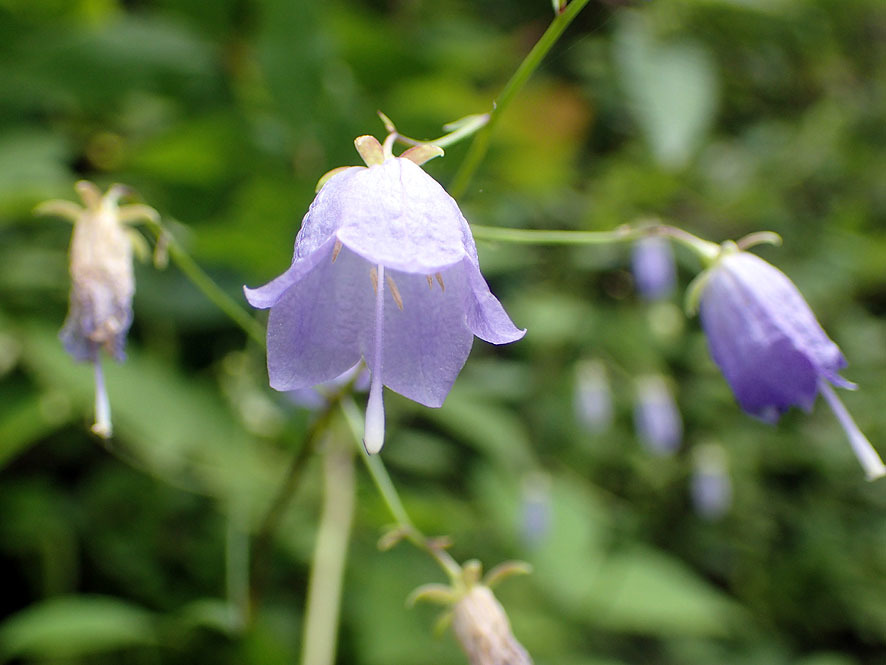 淡い青紫の花（ツリガネニンジン）_f0131669_21303149.jpg