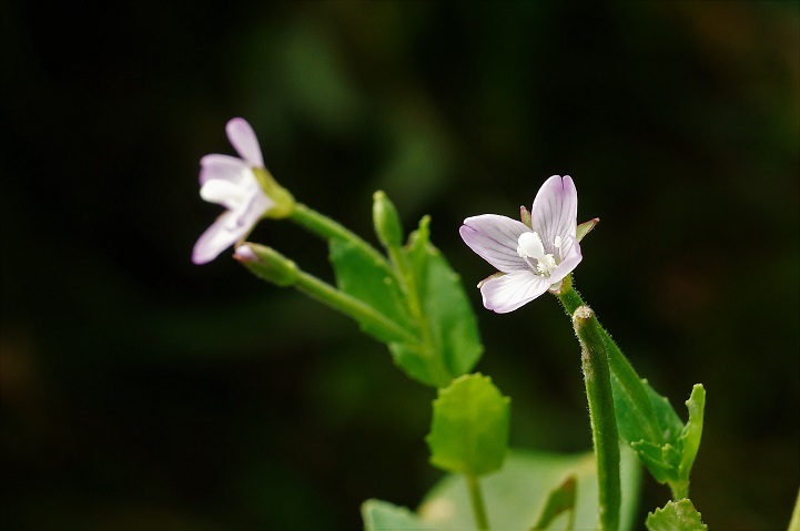 c0248473_20145341.jpg