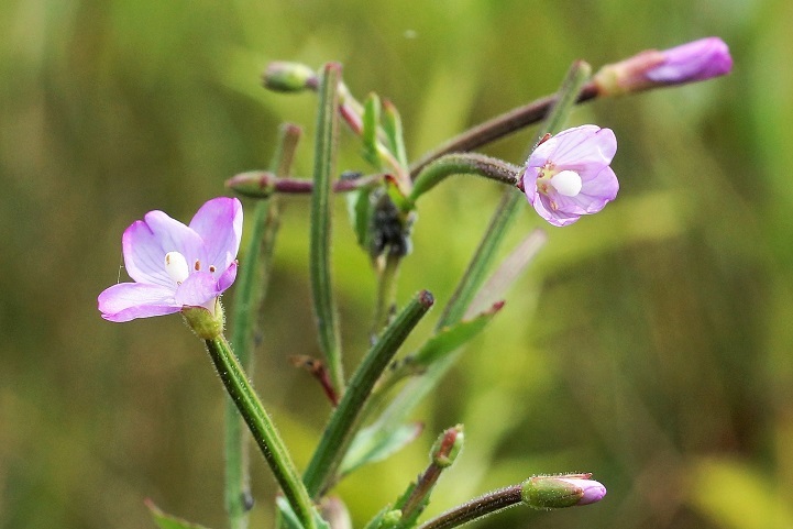 c0248473_20152228.jpg