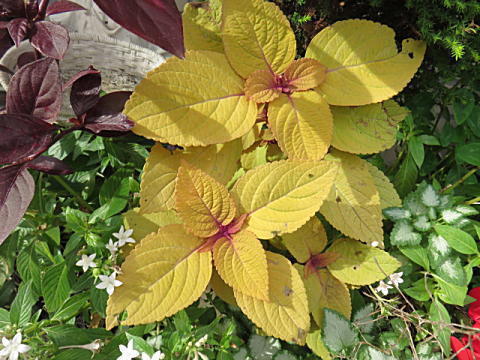 d0046702_07383636.jpg