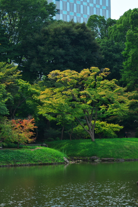 小石川後楽園の彼岸花2_a0263109_10410582.jpg