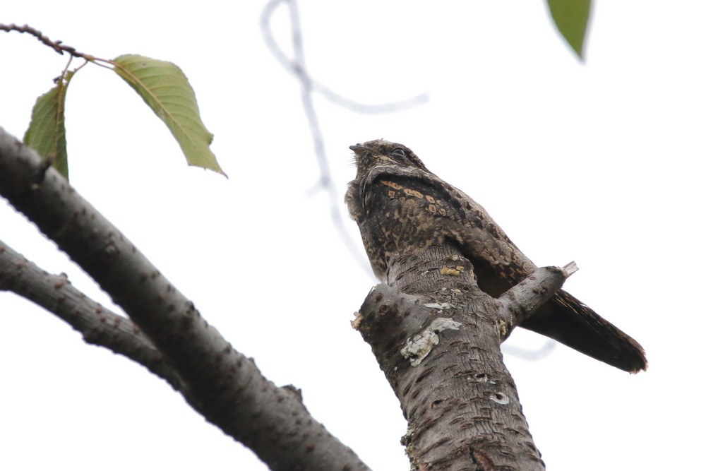 今日の鳥見（2017年9月17日）_f0235311_18584323.jpg