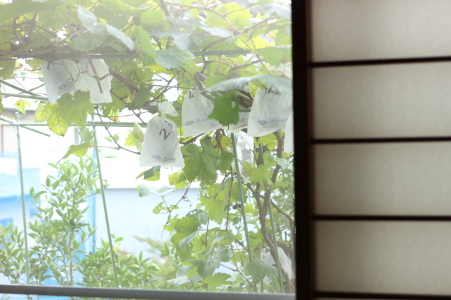 じいじのかぼちゃと、ばあばのぶどう_f0354014_17155470.jpg