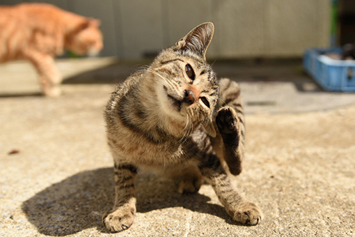 子猫・灯台猫たち2017.09.15_b0259218_03354342.jpg