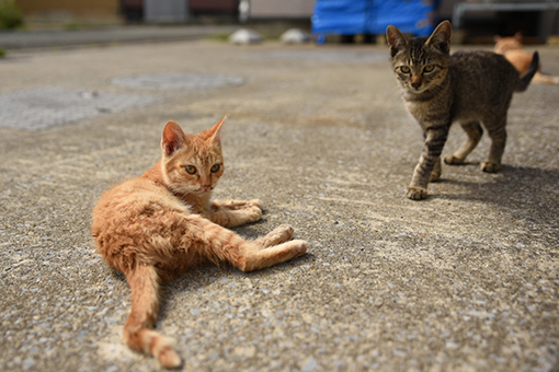 子猫・灯台猫たち2017.09.15_b0259218_03504025.jpg