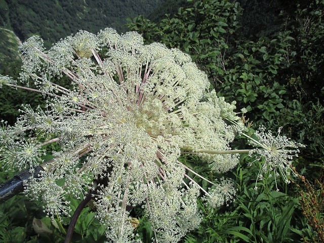 中部山岳　新穂高温泉から黒部五郎岳で見た花　　　　　Mount Kurobegorō in Chūbu-Sangaku NP_f0308721_23413406.jpg