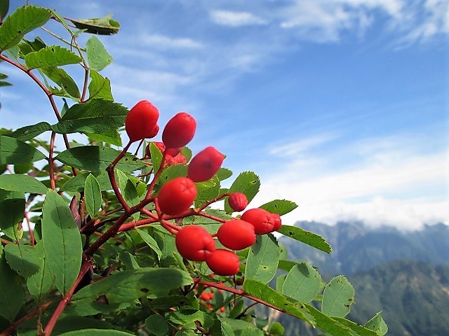 中部山岳　新穂高温泉から黒部五郎岳で見た花　　　　　Mount Kurobegorō in Chūbu-Sangaku NP_f0308721_23414308.jpg