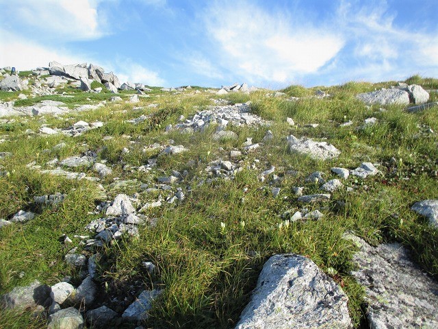 中部山岳　新穂高温泉から黒部五郎岳で見た花　　　　　Mount Kurobegorō in Chūbu-Sangaku NP_f0308721_23572062.jpg