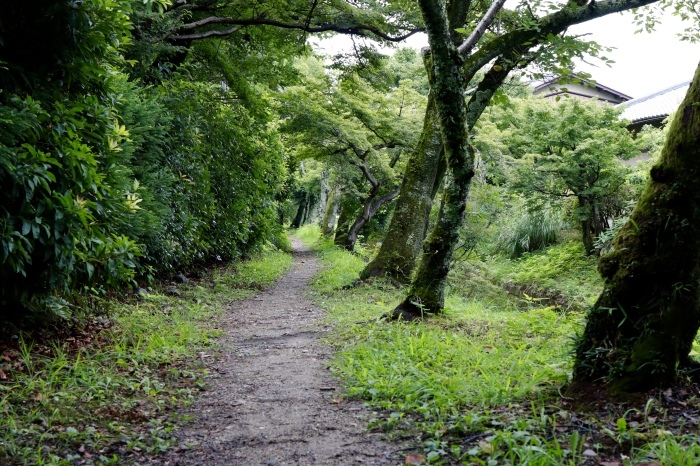 【大覚寺／大沢池】夏の帰省 - 17 -_f0348831_14180832.jpg