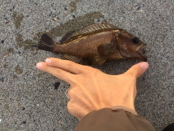 網走釣行 いかじ時は 南斗水鳥 躊躇わじ 網走釣行 いかじ時は 南斗水鳥 躊躇わじ