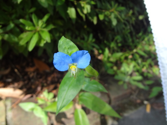 露草 月草 蛍草 花と俳句のコラボレーション