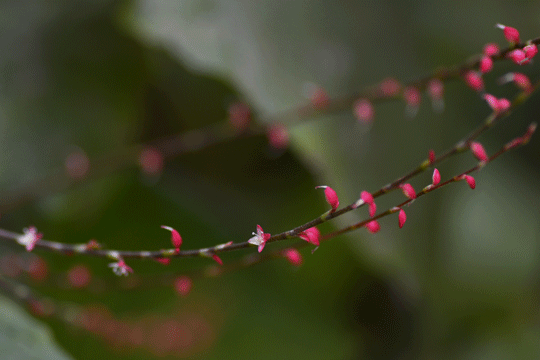 c0093046_09495700.gif