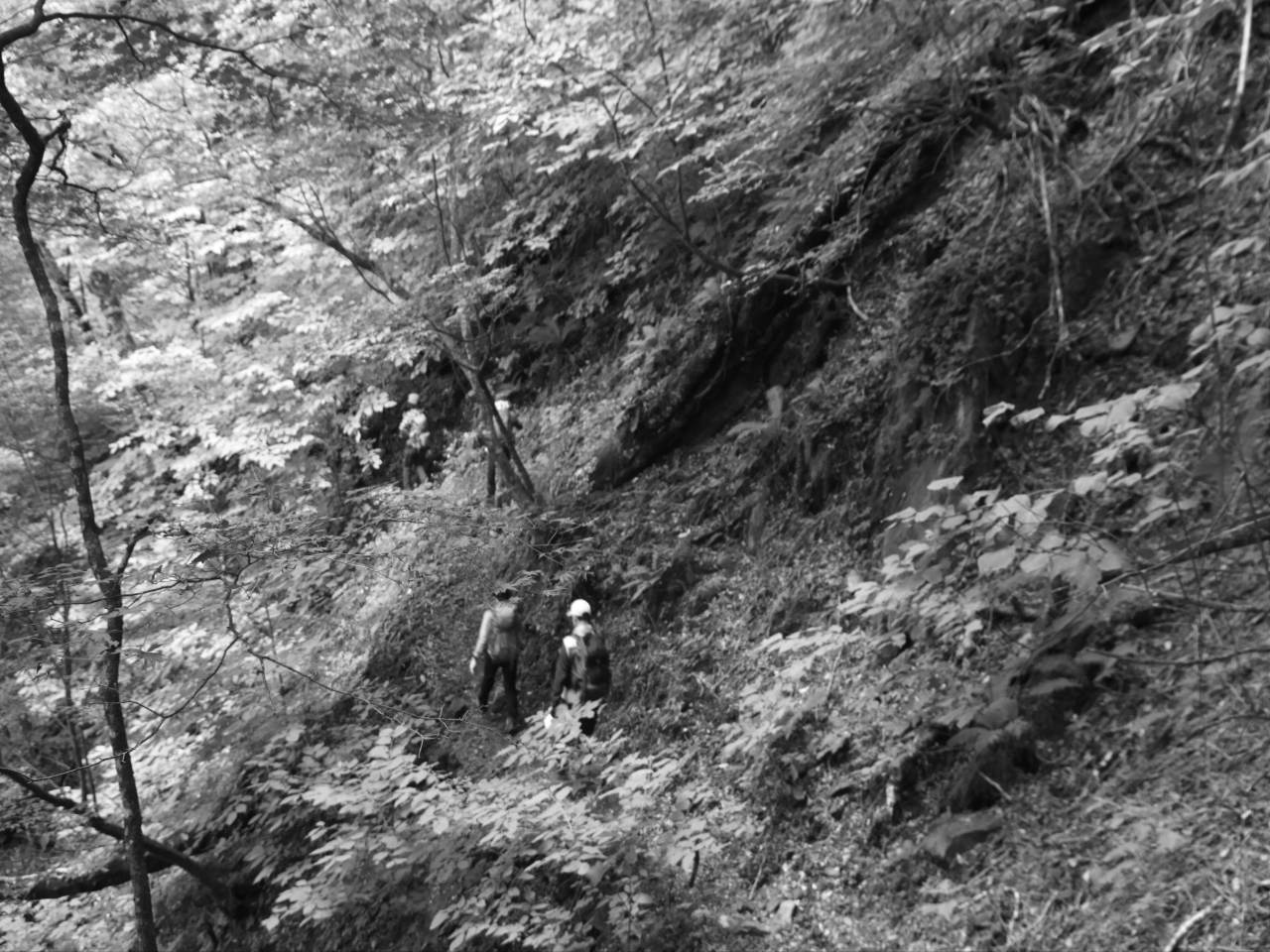 キノコの先生と歩く・シオジの森~雁ヶ腹摺山_c0008948_16231738.jpg