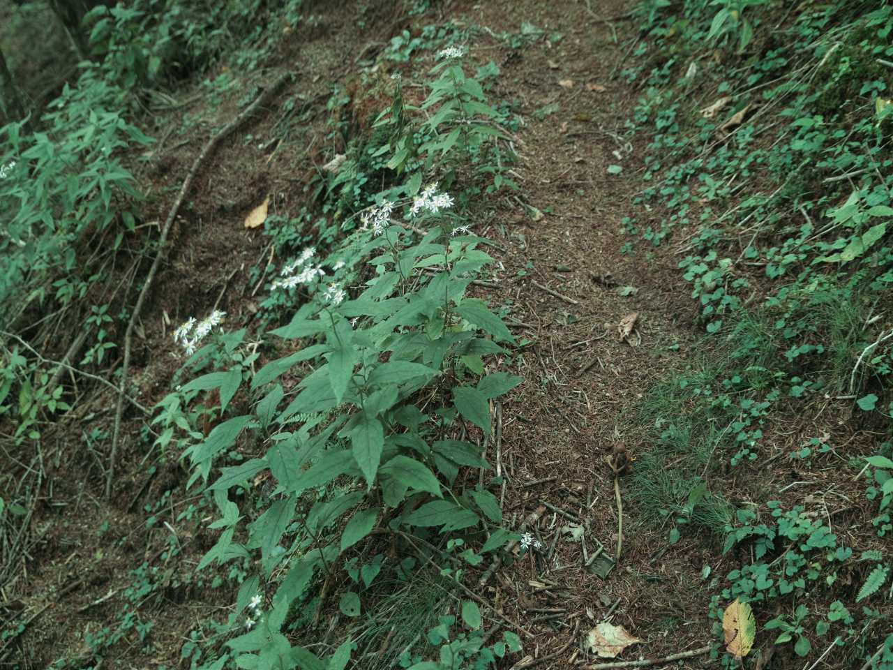 キノコの先生と歩く・シオジの森～雁ヶ腹摺山_c0008948_1742279.jpg