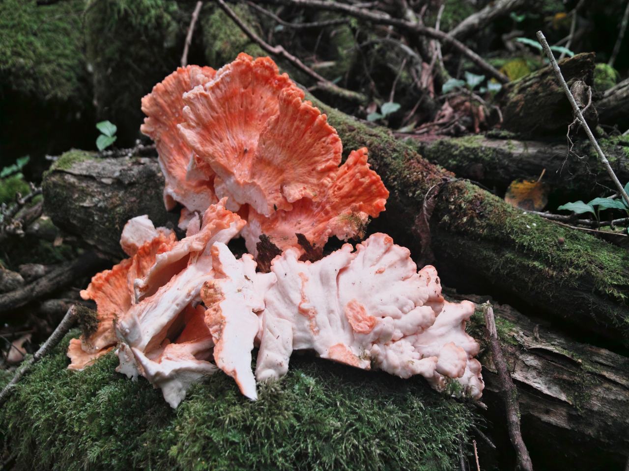 キノコの先生と歩く・シオジの森～雁ヶ腹摺山_c0008948_18293363.jpg