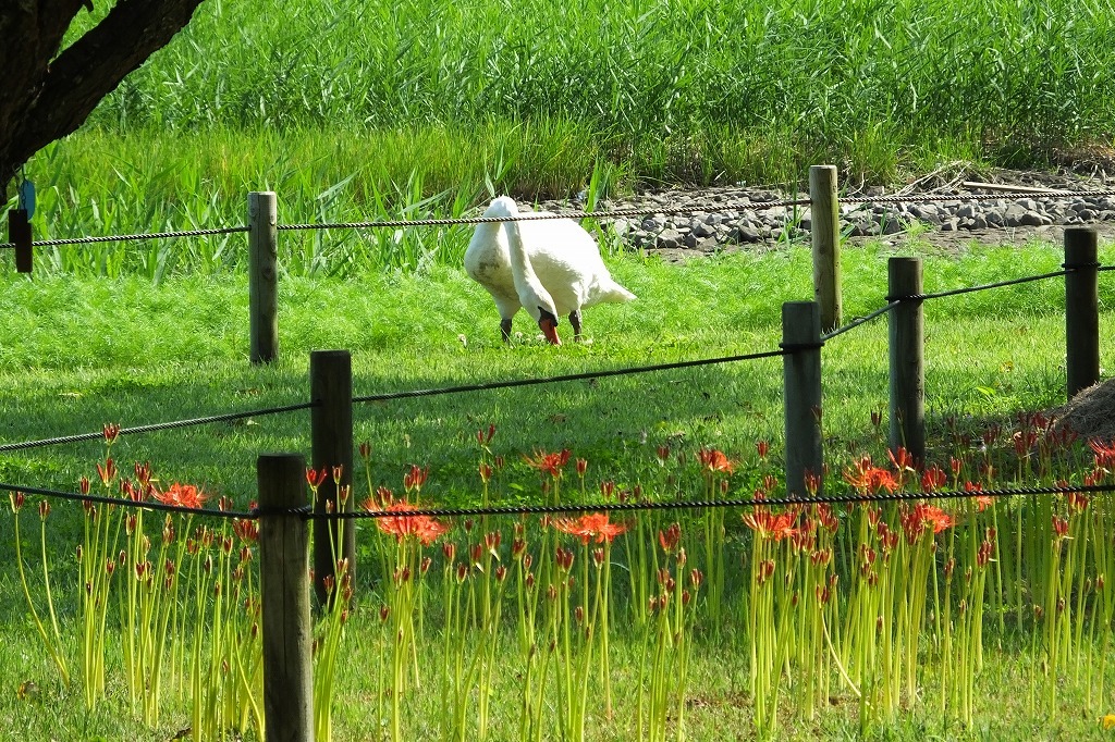 水戸の公園で散策　（４）　コブハクチョウと彼岸花_b0236251_10161627.jpg