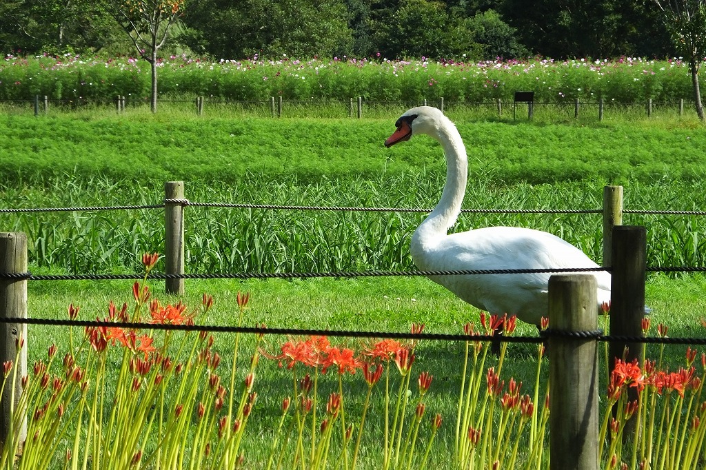 水戸の公園で散策　（４）　コブハクチョウと彼岸花_b0236251_10190553.jpg