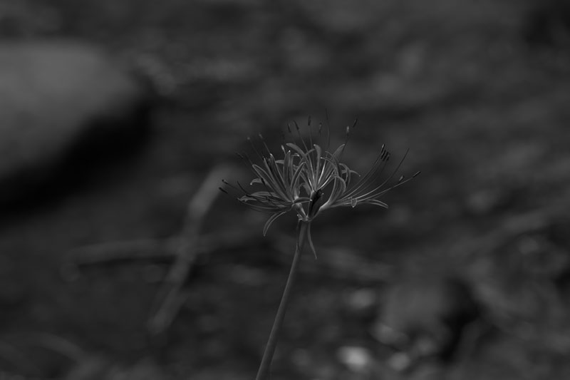 d0342652_19462430.jpg