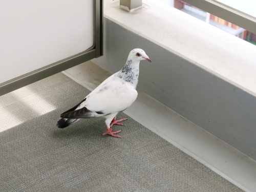 迷子の伝書鳩 ニッキーののんびり気まま暮らし 迷子の伝書鳩 ニッキーののんびり気まま暮らし