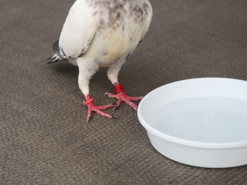 迷子の伝書鳩 ニッキーののんびり気まま暮らし 迷子の伝書鳩 ニッキーののんびり気まま暮らし