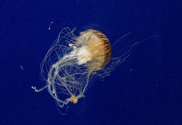 神戸市立須磨水族園(2)アカクラゲのダンス_b0063958_07132999.jpg