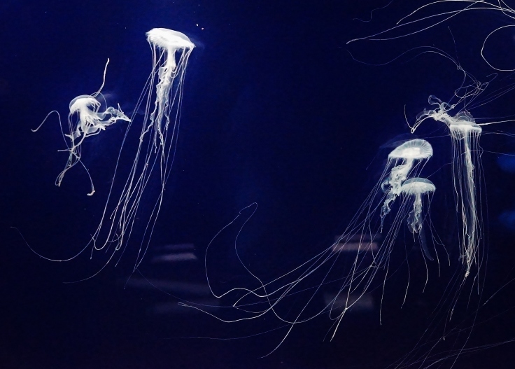 神戸市立須磨水族園（３）アマクサクラゲの群舞_b0063958_07260398.jpg