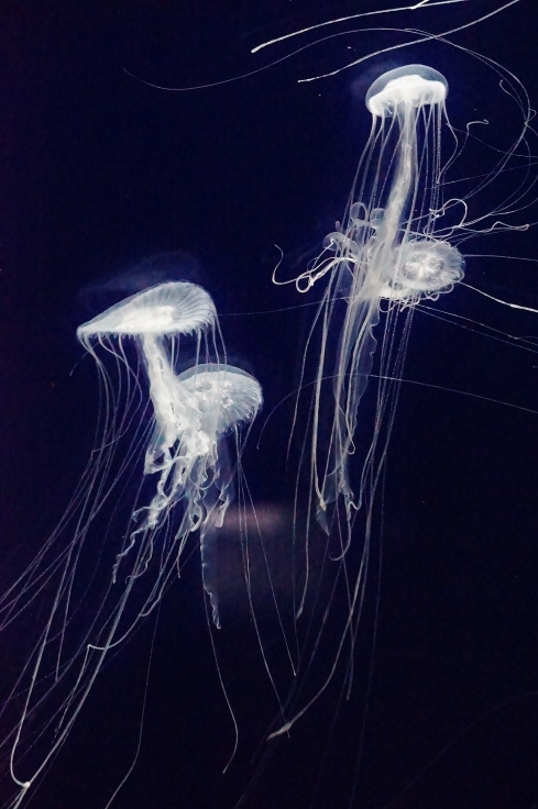 神戸市立須磨水族園（３）アマクサクラゲの群舞_b0063958_07265092.jpg