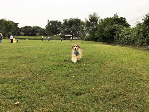 初めて 世界の名犬牧場 に行ってみた まみみ暮らし 初めて 世界の名犬牧場 に行ってみた まみみ暮らし