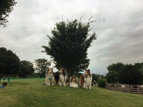 初めて 世界の名犬牧場 に行ってみた まみみ暮らし 初めて 世界の名犬牧場 に行ってみた まみみ暮らし