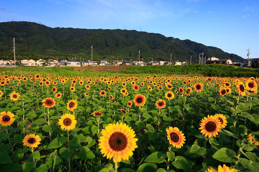  え！？今頃ひまわり大原野！_b0128581_20014505.jpg