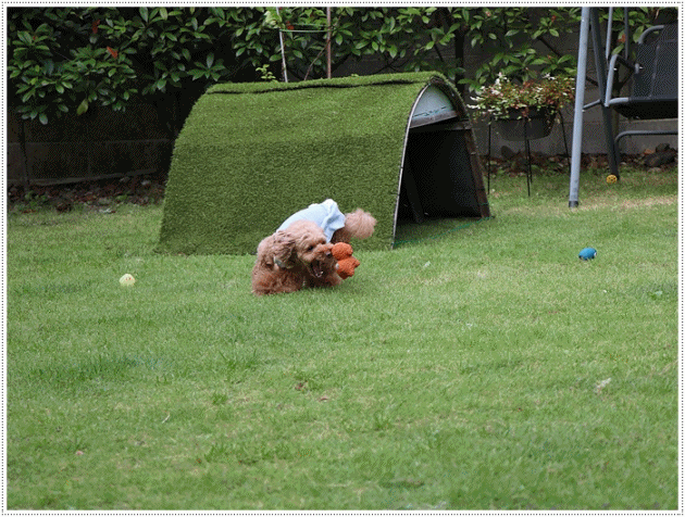 b0175688_00172715.gif