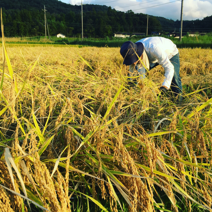 今期の稲刈りはあともち米を残すのみとなりました！_b0200799_14263489.jpg