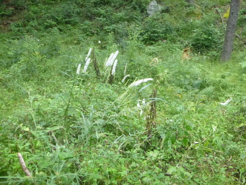 鳳凰三山　薬師岳登頂(2,780M)・下山する_d0170615_10392949.jpg