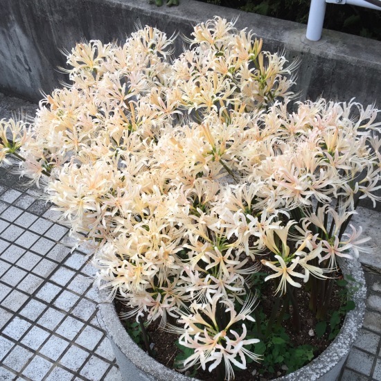 with flowers_f0197215_08114797.jpg