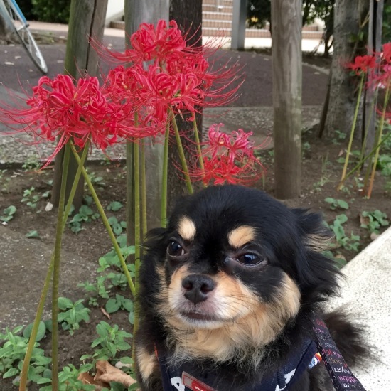 with flowers_f0197215_08115105.jpg