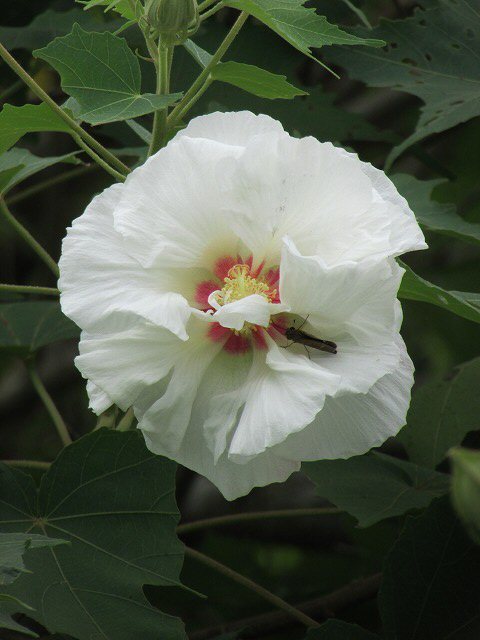 白からピンクに変化する酔芙蓉の花　（撮影：9月15日）_e0321325_16594080.jpg