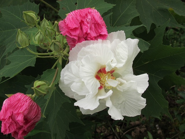 白からピンクに変化する酔芙蓉の花　（撮影：9月15日）_e0321325_17000732.jpg