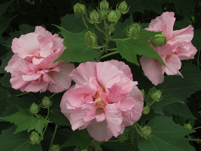 白からピンクに変化する酔芙蓉の花　（撮影：9月15日）_e0321325_17025657.jpg