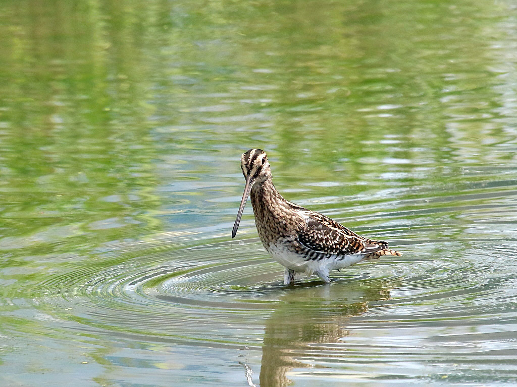 今日の鳥見　池島_f0368325_17390516.jpg