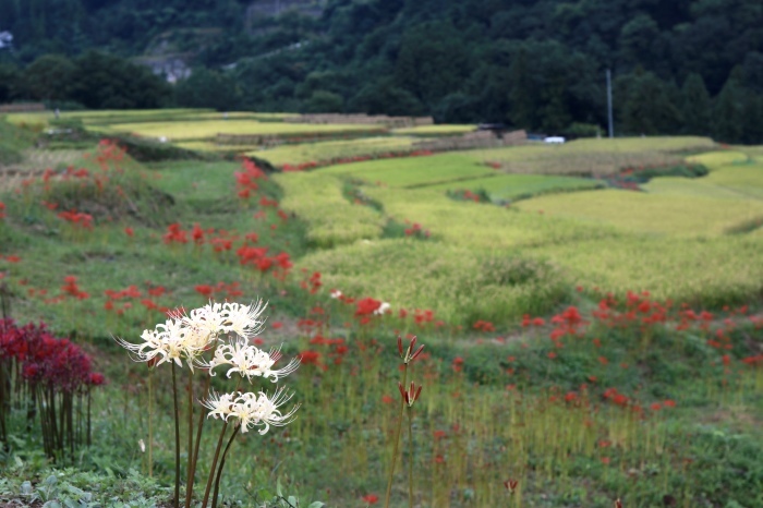 【寺坂棚田】_f0348831_08531393.jpg