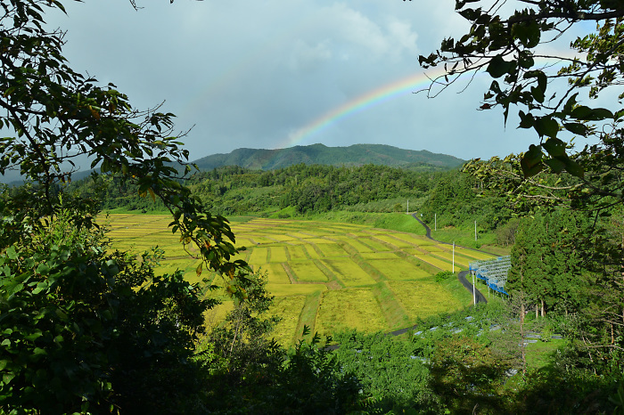 17.9.18 慈恩寺の彼岸花と棚田と虹_c0172234_19395922.jpg