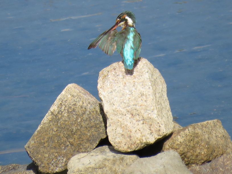 9月18日(晴)タイトル：野鳥五目撮り_f0105542_13430532.jpg