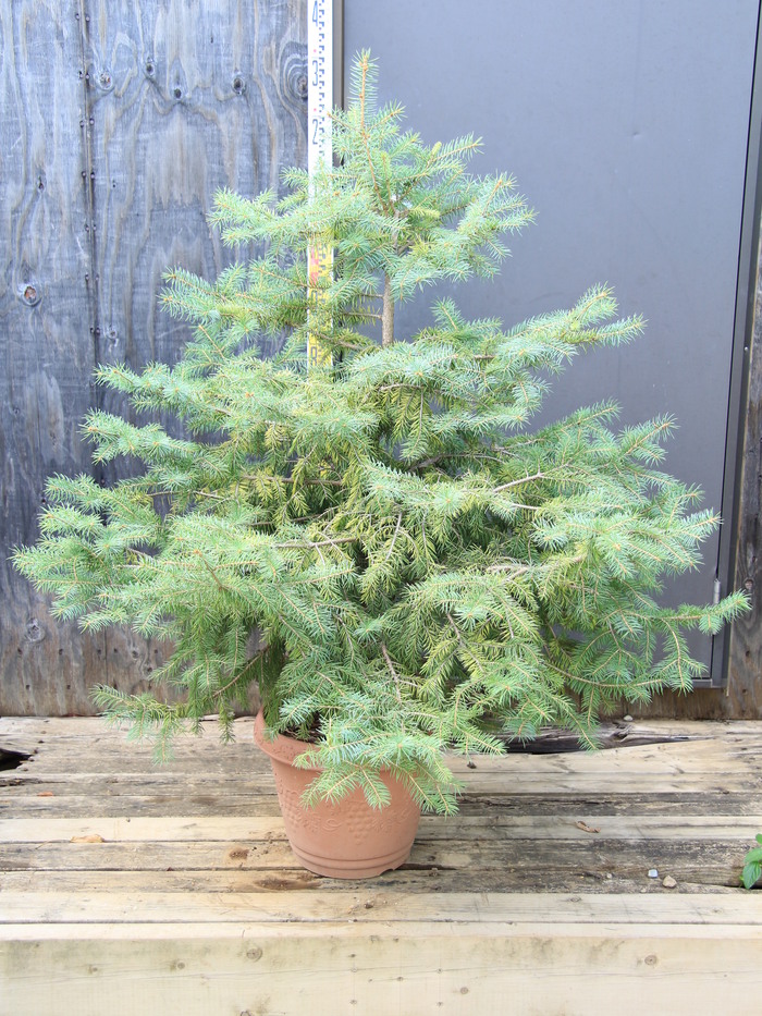 クリスマスツリー コロラドトウヒ プンゲンストウヒ 販売 画像 写真 価格 値段 庭木 植木 お問合せ商品 田中園 Shop Tanakaen Jp Web Magazine クリスマスツリー コロラドトウヒ プンゲンストウヒ 販売 画像 写真 価格 値段 庭木 植木 お問合せ商品 田中園 Shop Tanakaen Jp Web Magazine