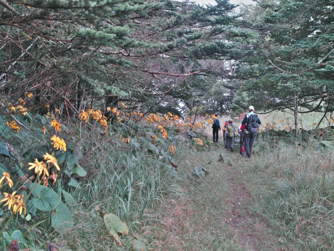 キノコの先生と歩く・シオジの森~雁ヶ腹摺山_c0008948_13205444.jpg