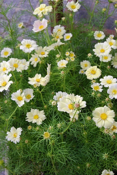 秋の花苗入荷しています。_a0201358_16295741.jpg