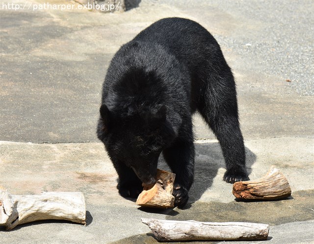 ２０１７年９月　とくしま動物園　その４　よねこさんと再会_a0052986_21523614.jpg