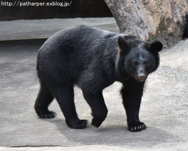 ２０１７年９月　とくしま動物園　その４　よねこさんと再会_a0052986_2215019.jpg